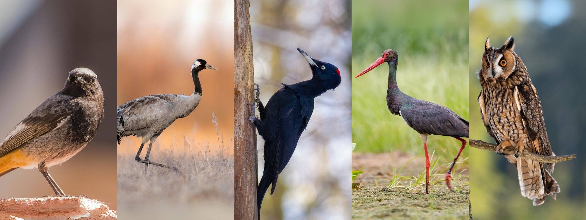 Kandidaten für den Vogel des Jahres 2025, Hausrotschwanz, Kranich, Schwarzspecht, Schwarzstorch, Waldohreule